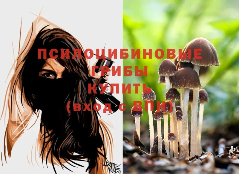 Галлюциногенные грибы Cubensis Томск